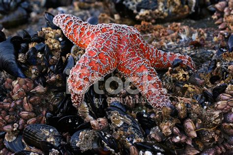 Orange Starfish Stock Photo | Royalty-Free | FreeImages