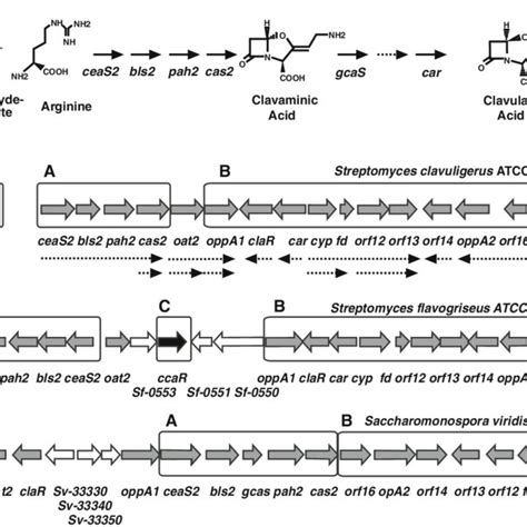 Clavulanic acid biosynthesis pathway and gene clusters. a Scheme of the ...