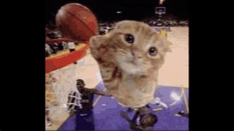 Cat Playing Basketball Ballin GIF - Cat Playing Basketball Ballin ...