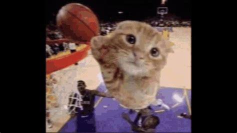 Cat Playing Basketball Ballin GIF - Cat Playing Basketball Ballin ...