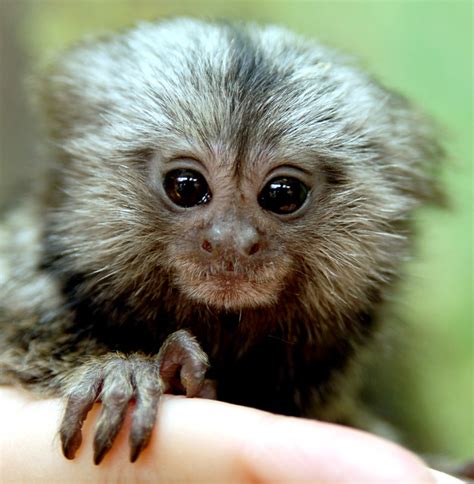 Baby marmoset | Flickr - Photo Sharing!