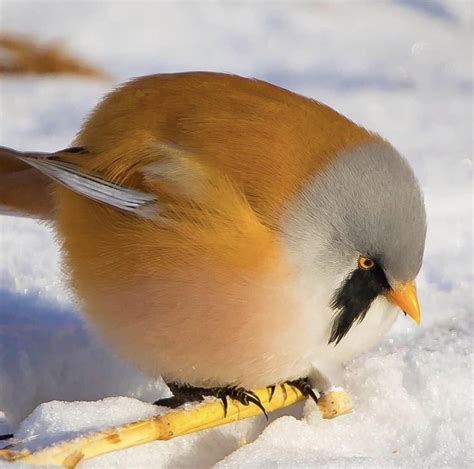 🔥 Espoo, Finland 🔥 : NatureIsFuckingLit | Most beautiful birds, Beautiful birds, Birds