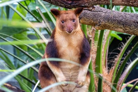 Giant Tree-Kangaroos Once Lived in Unexpected Places All Over Australia, According to Major New ...