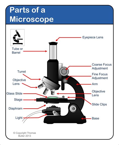 biology labeled microscope diagram - Clip Art Library