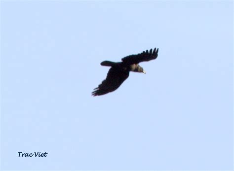 Is this a Swamp Harrier | BIRDS in BACKYARDS