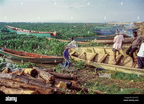 Uganda, Lake Victoria; Children around the fishing boats. Water hyacinth is a plant that ...