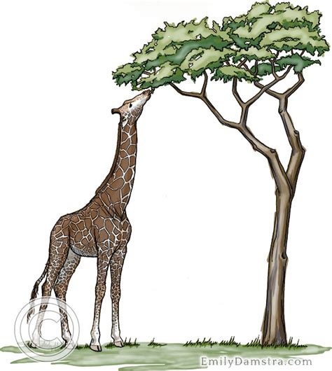 Giraffe feeding on Acacia tree - Emily S. Damstra