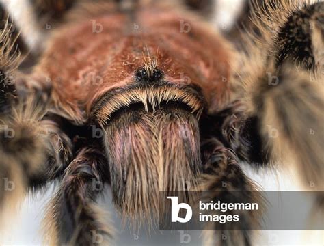 Image of Tarantula, Tarantulas, Theraphosidae, detail of hairy head with small shiny