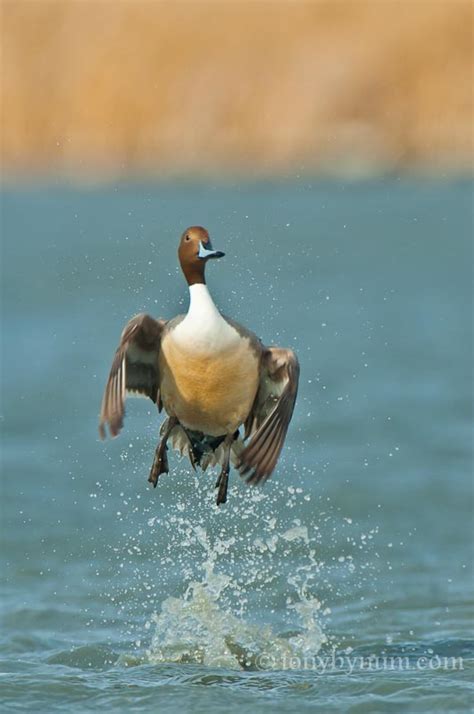 Spring Waterfowl Photography - Northern Pintail Ducks — Tony Bynum Photography