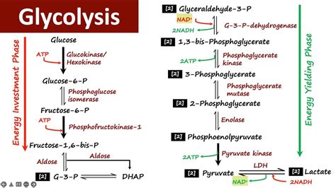 Glycolysis | Carbohydrate Metabolism | Biochemistry - YouTube