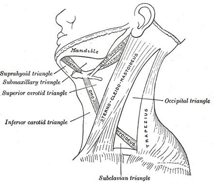 Digastric triangle | Radiology Reference Article | Radiopaedia.org