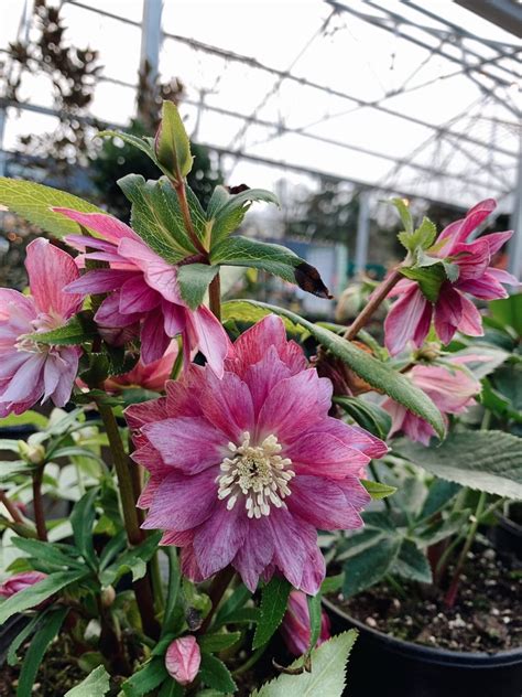 Hello Hellebores: Flowers of Winter - Dennis' 7 Dees | Landscaping Services & Garden Centers