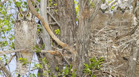 Great-horned Owls | Focusing on Wildlife