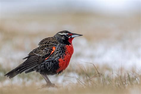 Endemic Birds – Falklands Nature