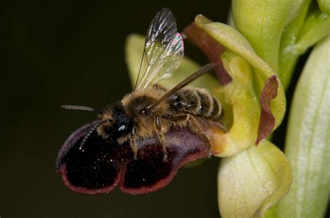 Ophrys vasconica Andrena pseudocopulation | Carlos Enrique Hermosilla ...