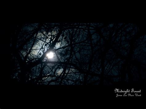 Midnight Forest - Wallpaper by JonasLuc on deviantART