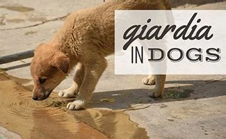 Giardia In Dogs: Symptoms, Treatment, Prevention & More