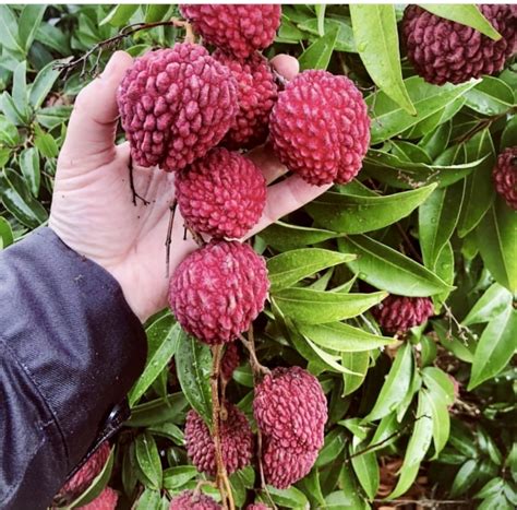 Erdon Lee Lychee Fruit Trees - Litchi chinensis