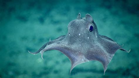 Next Step on Twitter: "#หมึกน้อยหูโต Grimpoteuthis หรือ หมึกดัมโบ มี ...