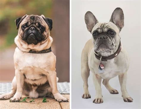 Pug vs French Bulldog: What's the Difference? - My Dog's Name