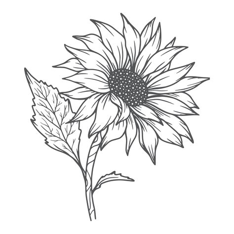 sunflower line art, sunflower line drawing, floral line drawing, sunflower outline 5104978 ...