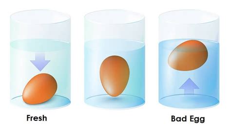 Egg Float Test: Is it a Myth? - The Happy Chicken Coop