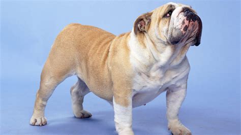 79+ English Bulldog Full Grown Size - l2sanpiero