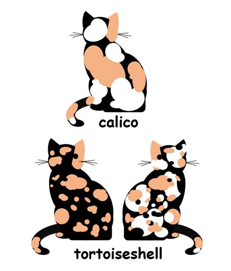 Did you know that all calico and tortoiseshell cats are female? – NC DNA Day Blog