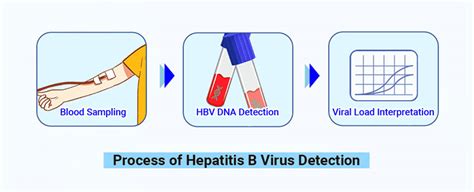 How to Perform HBV DNA Quantitative Test by Real-time PCR - Daan Gene ...