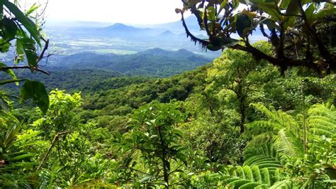 Top 10 Stunning Forests in the Philippines You Should Visit Now