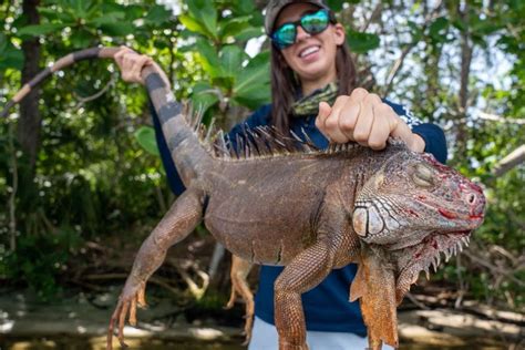 Iguana Hunting With Air Rifles in Florida - Wide Open Spaces