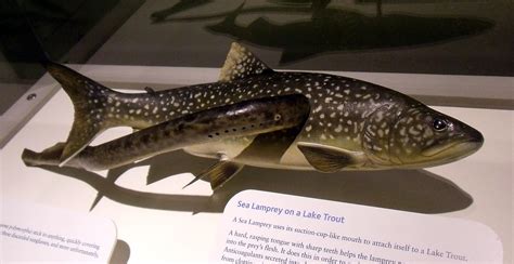 Prey fish species in Lake Superior are declining | Great Lakes Now