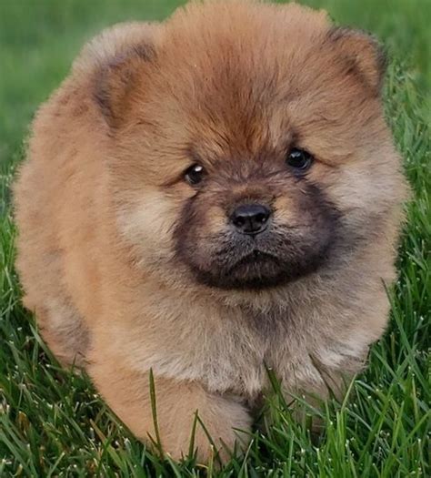 Chow Chow Puppies For Sale | Denver, CO #287990 | Petzlover