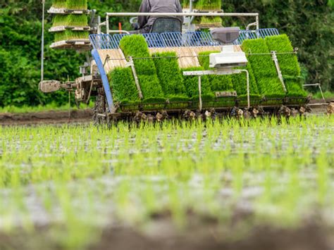 "Rice Planting" Images – Browse 2,058 Stock Photos, Vectors, and Video ...