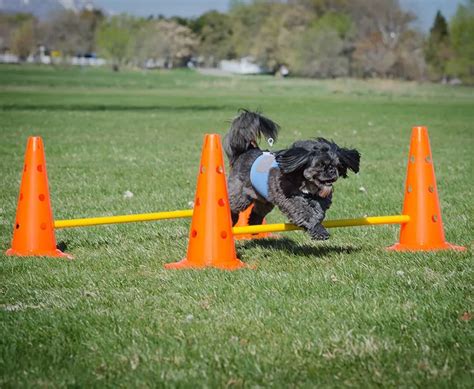 Dog Agility Training Hurdle Set Equipment - Buy Dog Hurdle,Hurdle Equipment,Agility Training ...