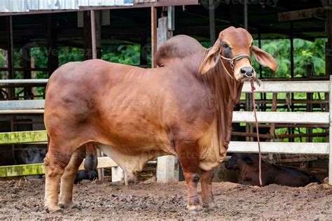 Beef cattle breeder, american brahman red on the ground in the fram ...