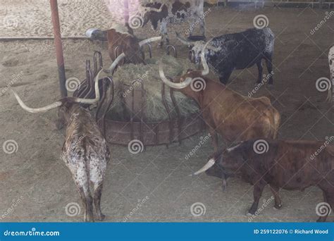 View of the Fort Worth Stockyards, Fort Worth, Texas Stock Photo ...