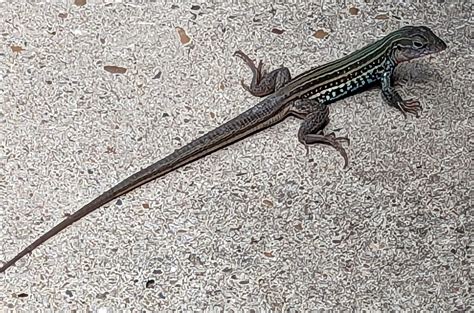 Lizard Watching: the Texas Spotted Whiptail – Rio Grande Valley Chapter