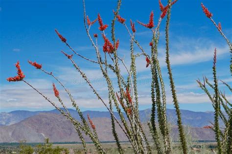 Ocotillo In The California Desert Stock Image - Image of plant ...