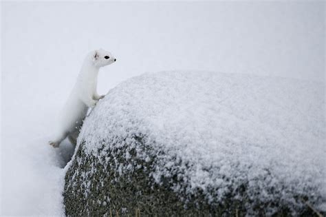 How’d You Get That Picture? Tracking the Wily Arctic Weasel With Photographer Olivier Morin