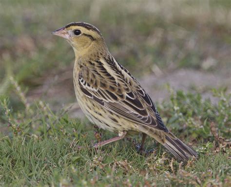 Bobolink | San Diego Bird Spot