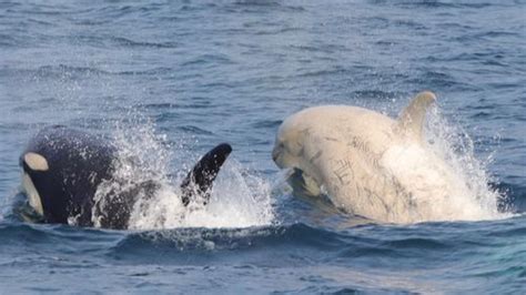 After Years of Not Being Seen, an Extremely Rare White Orca Is Found ...