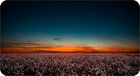 Sunset over Cotton Field • Vernon, Texas | Cheap vacation, Orbitz, Scenic