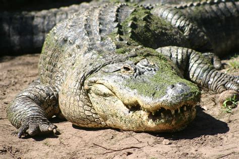 Alligator ~ Animals World