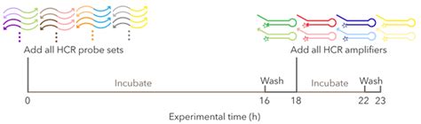 HCR Northern Blot Protocols | Molecular Instruments, Inc.