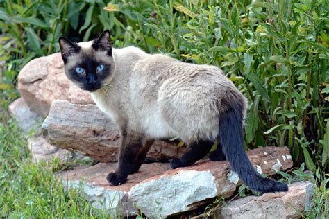 5 Fascinating Facts About Siamese Cats - All About Cats