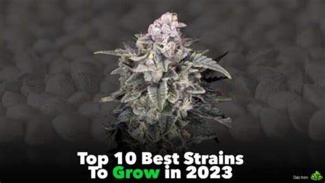 Top 10 Best Weed Strains To Grow in 2023 - KingPalm