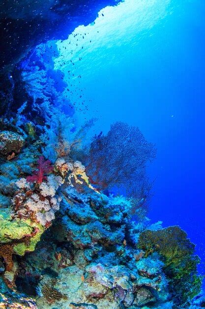 Premium Photo | Coral reefs of the red sea.