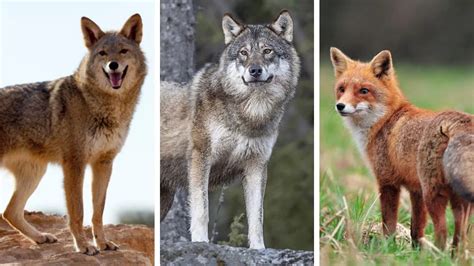 Coyote vs Wolf vs Fox: What Are The Differences?