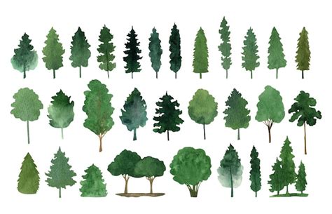 Premium Vector | Hand drawn watercolor fir tree forest clipart collection